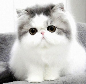 persian-cats-cute